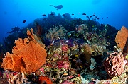 Ambiance Catherine-Wakatobi Wangi Island-33m-20180601-Denis-ADER-DSC_2943_tn